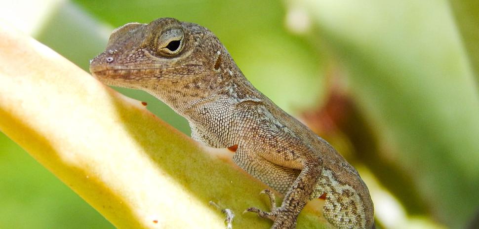 anole_steps.jpg