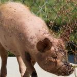 small_swine.jpg