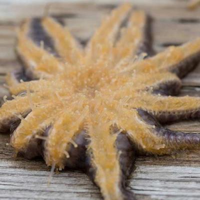 starfish